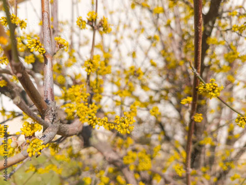 Cornelian cherry blossoming in spring, yellow flowers on branches Cornelian cherry blossoming in spring, yellow flowers on branches