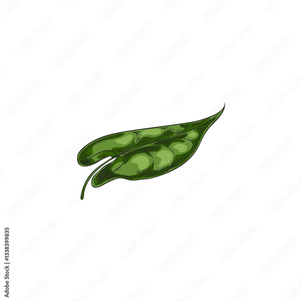 Naklejka premium Buckwheat green leaf vector sketch, hand drawn summer garden foliage herb, natural essential medical agriculture plant