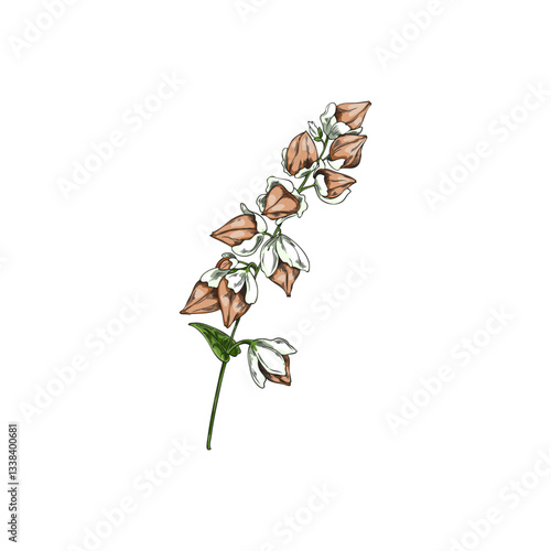 Buckwheat branch with leaves and seeds sketch, vector hand drawn agricultural blossom plant, cereal crops foliage