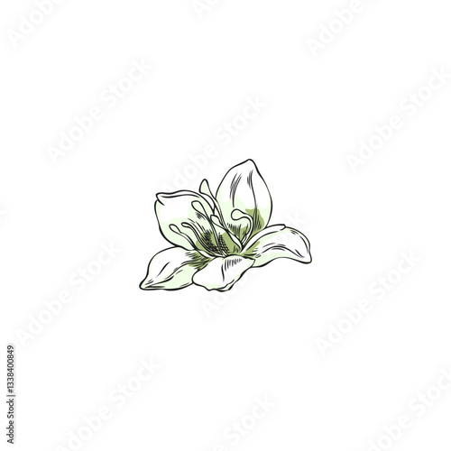 Buckwheat white flower sketch, hand drawn blossom plant, blooming essential herb, floral botanical vector illustration