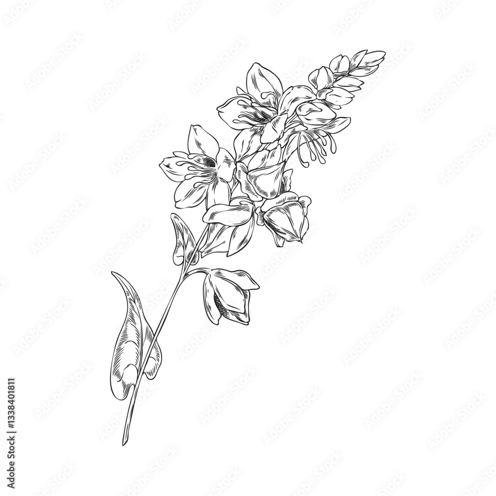 Fototapeta premium Buckwheat branch with flowers, leaves and seeds engraved sketch, vector hand drawn cereal agricultural blossom plant