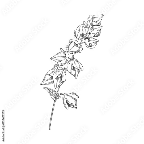 Buckwheat branch with leaves and seeds engraved sketch, vector hand drawn cereal crops, agricultural blossom plant