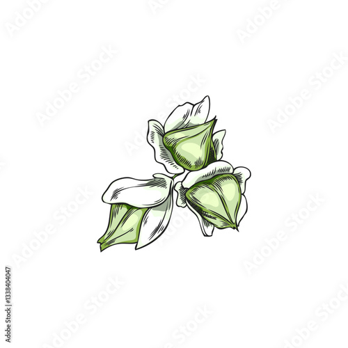 Buckwheat raw seeds vector sketch, hand drawn buckwheat groats, cereal crops, agriculture plant harvest, grains in peel