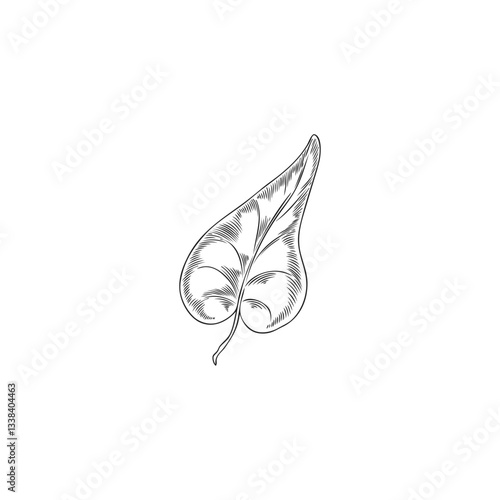 Vector black and white sketch of hand drawn buckwheat leaf.