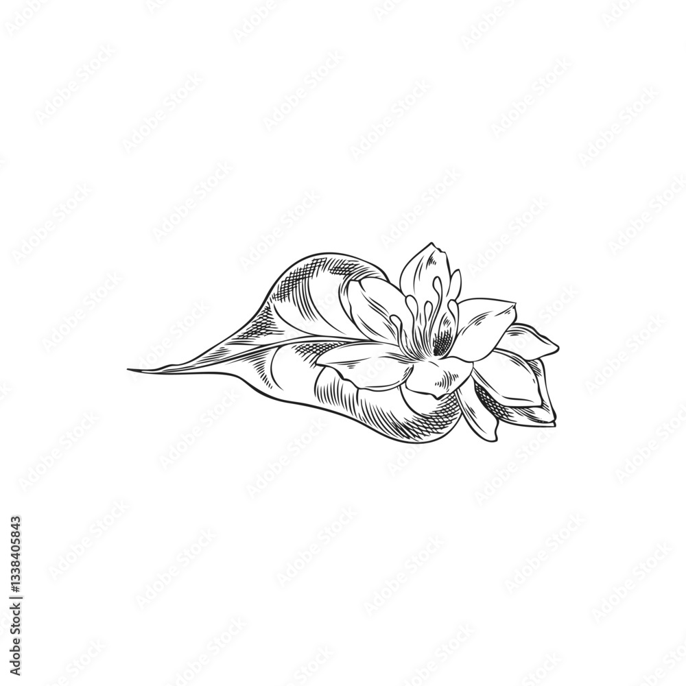 Fototapeta premium Buckwheat flower with leaf and seed engraved sketch, vector hand drawn agricultural blossom plant, cereal crops foliage