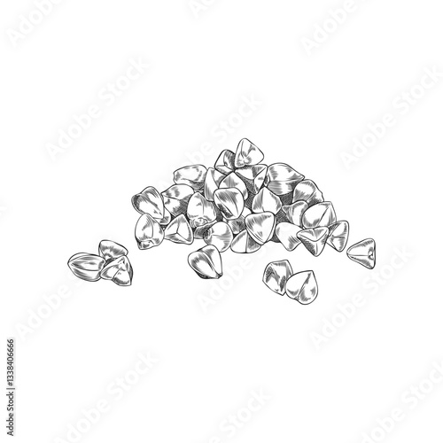 Vector black and white illustration of peeled buckwheat grains.