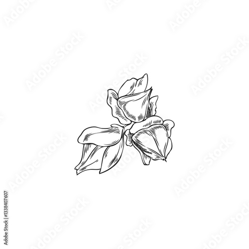 Vector monochrome sketch of buckwheat grains in husk.