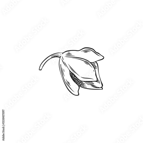 Vector illustration of black and white sketch of buckwheat kernel in husk.