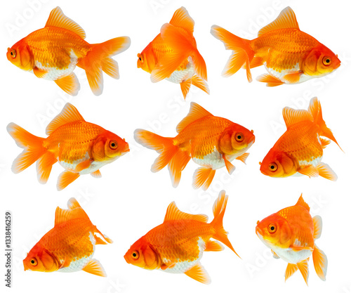 Canvas Print Oranda goldfish set isolated on white background close up