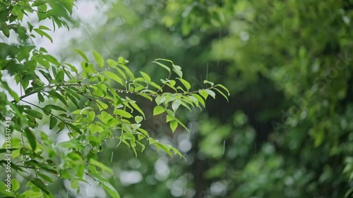 4k Video Showcasing Spring Rain in a Lush Valley With Serene Aerial Views Capturing the Refreshing Rain Mood
