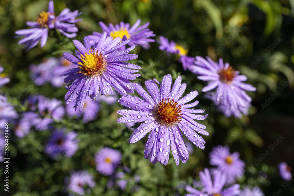 Obraz premium Water drops on purple asters blooming in a park. Symphyotrichum dumosum