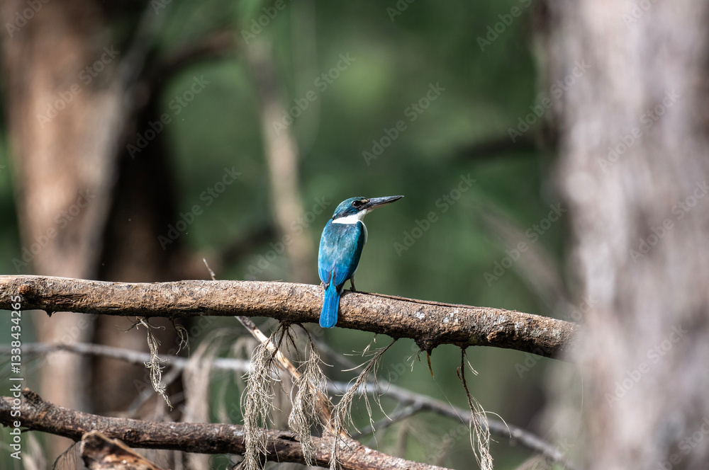Obraz premium beautiful kingfisher - red-billed kingfisher hunting on a sunny day in Thailand