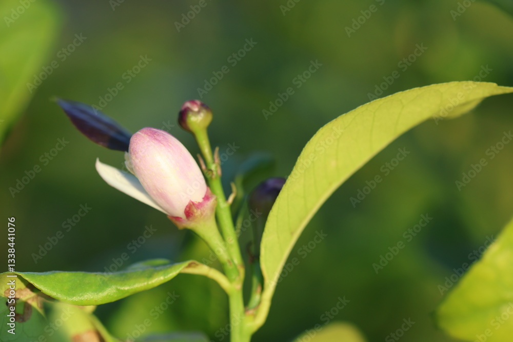 lemon blooms on the tree in spring lemon blooms on the tree in spring