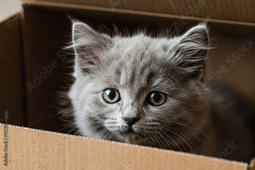 Wallpaper Mural A Fluffy Gray Kitten Peering from Inside a Cardboard Box Torontodigital.ca