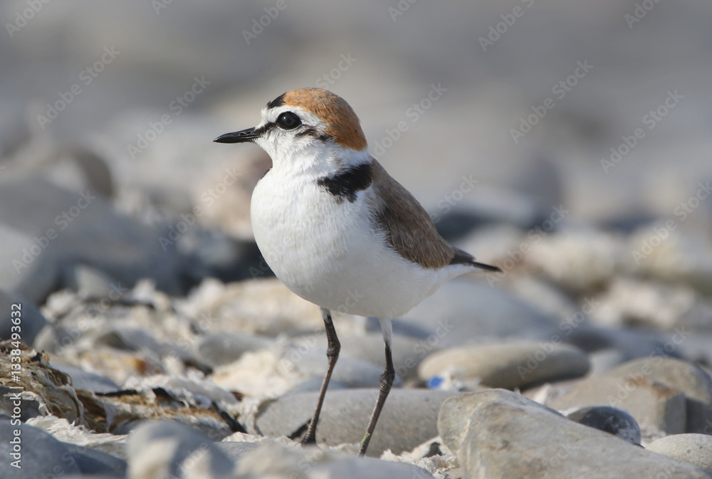 Kentish Plover