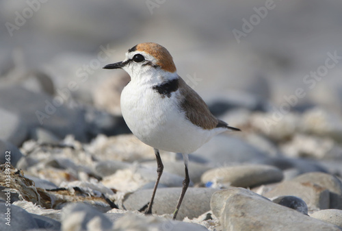 Obraz na płótnie Kentish Plover w salonie
