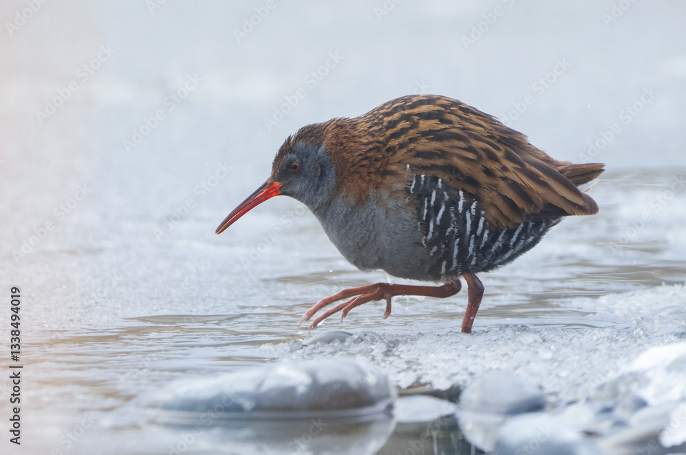 Water Rail