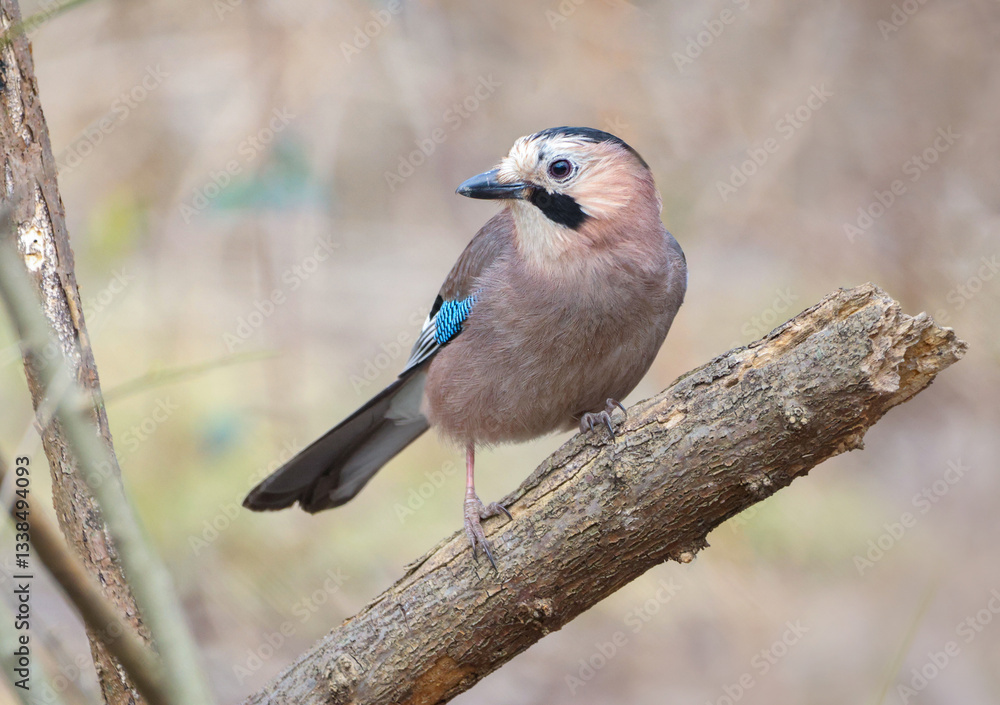 Eurasian Jay