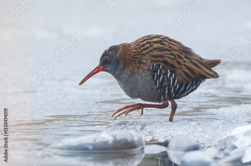 Obraz na płótnie Water Rail w salonie