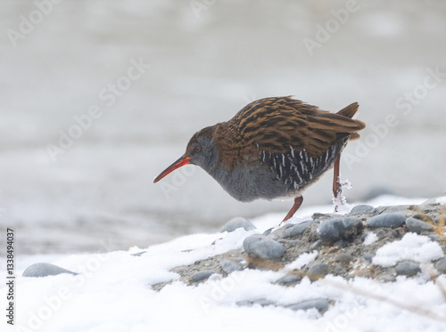 Obraz na płótnie Water Rail w salonie