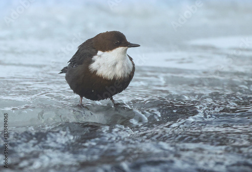 Obraz na płótnie Eurasian Dipper w salonie