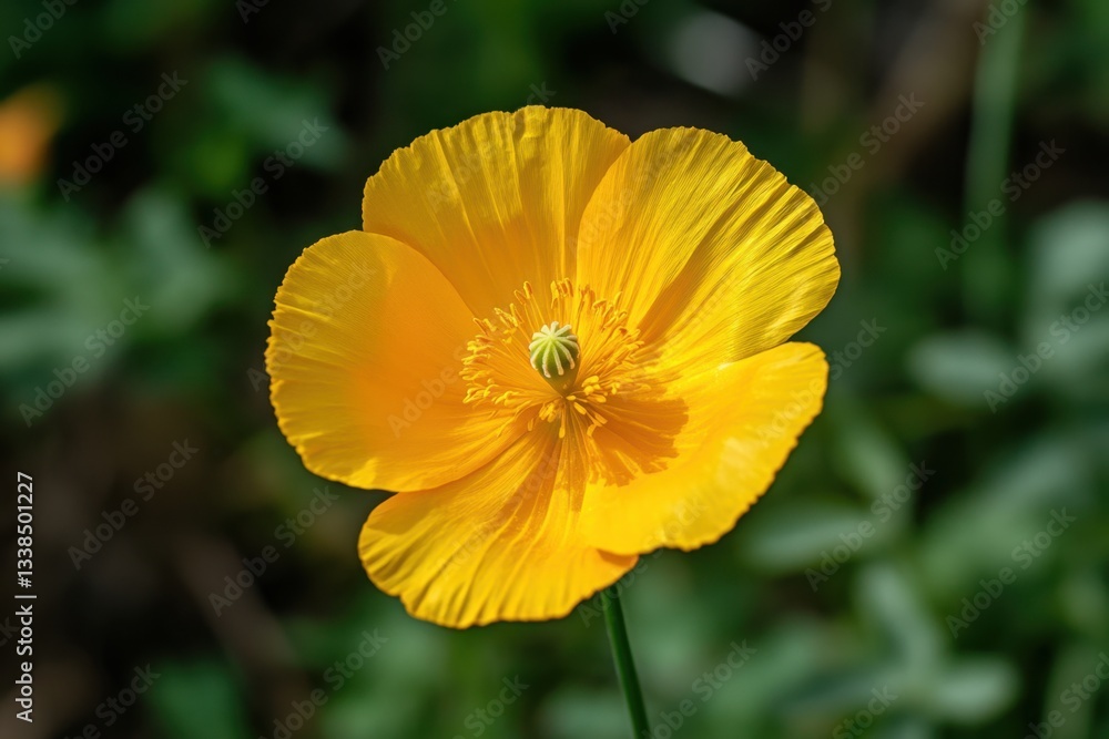 Radiant yellow poppy blossom in vibrant detail against a soft green backdrop capturing nature's beauty and delicate floral elegance Radiant yellow poppy blossom in vibrant detail against a soft green backdrop capturing nature's beauty and delicate floral elegance