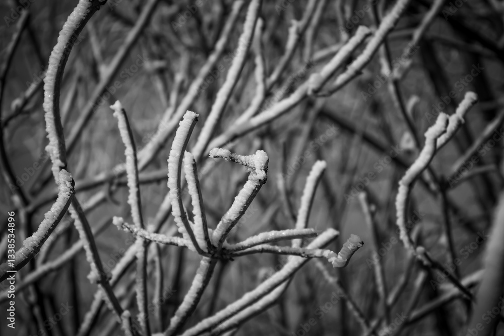 Branches coated in hoarfrost create intricate patterns against a blue sky. The frost forms delicate, white crystals along each branch. Branches coated in hoarfrost create intricate patterns against a blue sky. The frost forms delicate, white crystals along each branch.