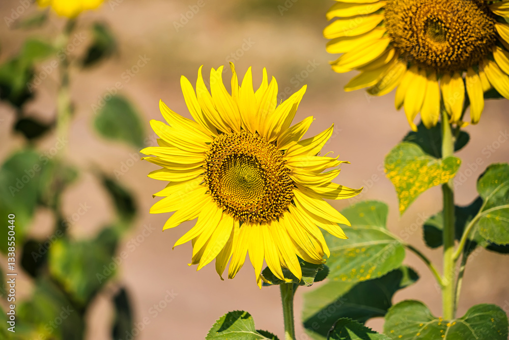 Fototapeta premium A bright sunflower standing tall in a field under a clear blue sky