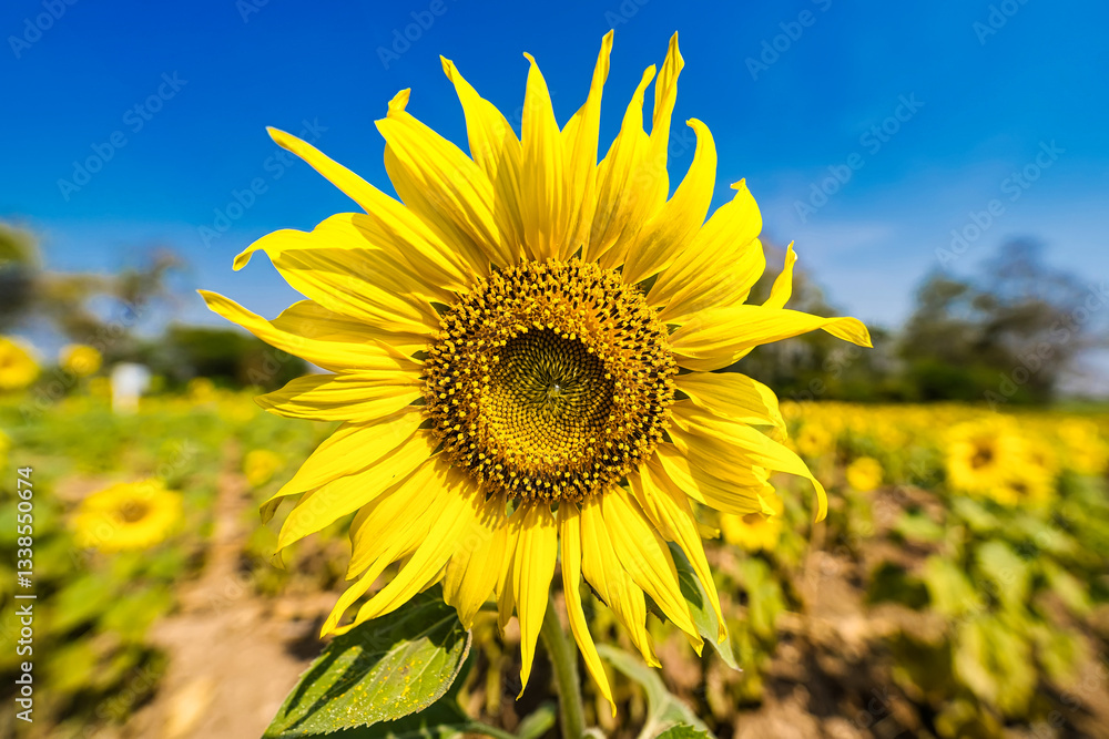 A bright sunflower standing tall in a field under a clear blue sky A bright sunflower standing tall in a field under a clear blue sky