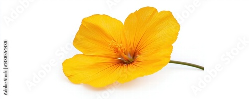 Wallpaper Mural A glowing yellow Flame of the Forest flower, high-definition macro details, isolated on a pure white background. Flame of the Forest / Butea monosperma Torontodigital.ca