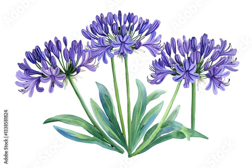 Fototapeta Naklejka Na Ścianę i Meble -  Watercolor Illustration of Three Agapanthus Flowers with Blue Petals and Green Leaves on Transparent Background