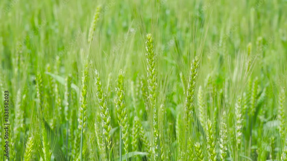 4k Video Live Shot Valley Rain Festival Highlights Wheat Crops and Closeup Field Views
4k Video Live Shot Valley Rain Festival Highlights Wheat Crops and Closeup Field Views