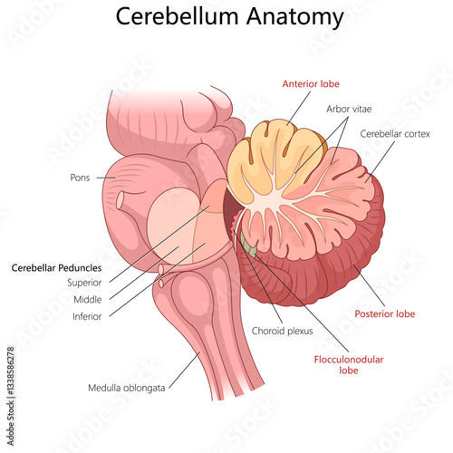cerebellum, highlighting its lobes, arbor vitae, cerebellar cortex, peduncles, pons, and medulla oblongata for anatomical study diagram hand drawn vector illustration. Medical science educational