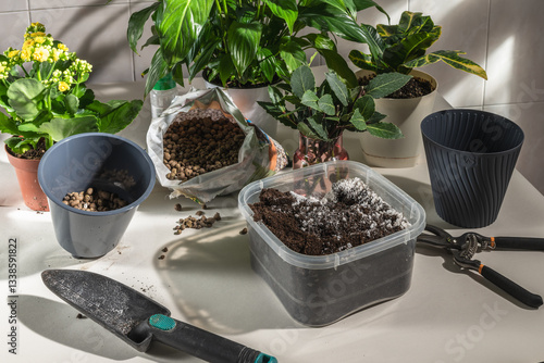 Bild auf Leinwand Indoor floriculture, transplanting and propagation of indoor plants
