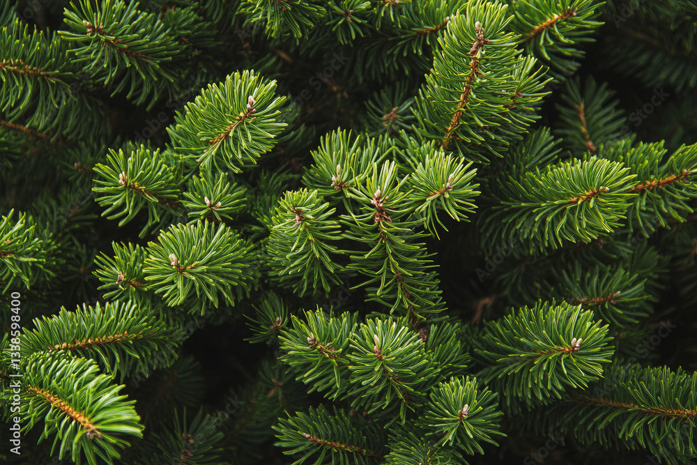 Close-up of lush green pine tree branches with vibrant needles Close-up of lush green pine tree branches with vibrant needles