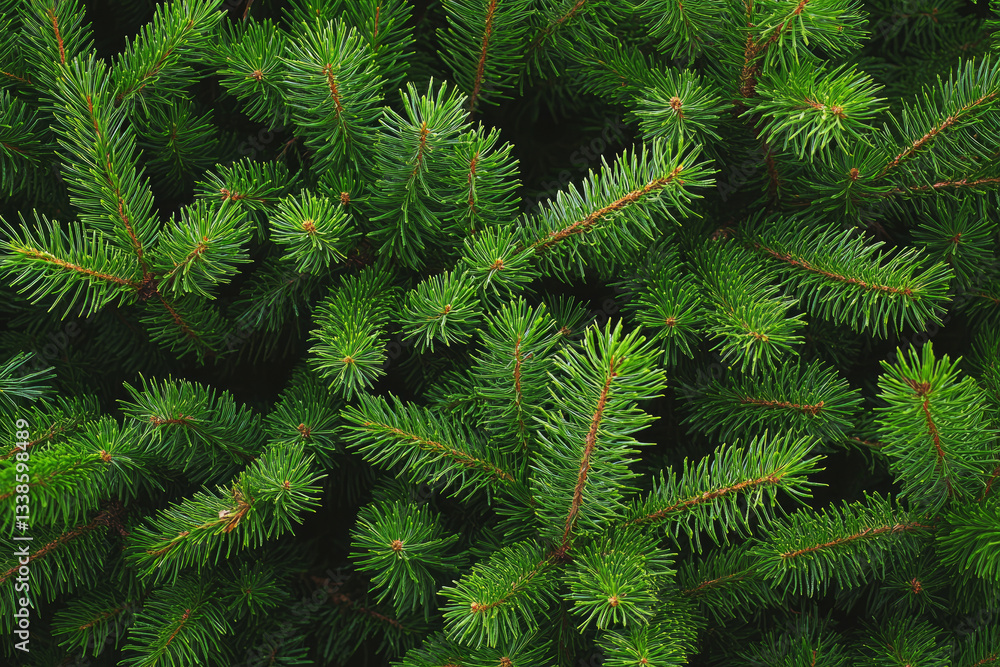Close-up of lush green pine tree branches with vibrant needles Close-up of lush green pine tree branches with vibrant needles
