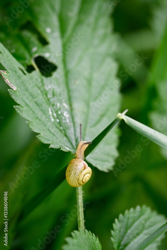 Un escargot des jardins (Cepaea hortensis), monte sur une brindille d herbe, dans un environnement de verdure photo