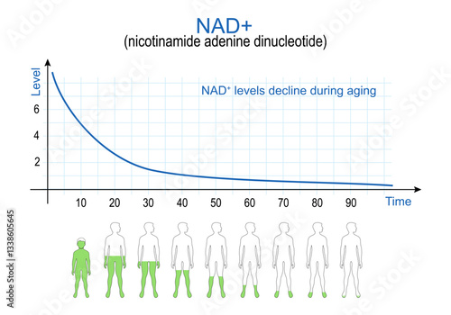 NAD plus levels. chart