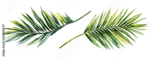 Two green palm leaves on white background - tropical botanical art.