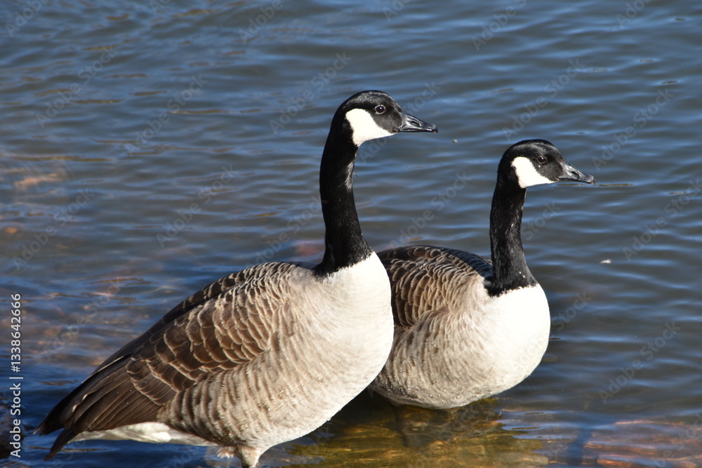 Two Canada geese are standing side by side in water in sunny day in early spring. Two Canada geese are standing side by side in water in sunny day in early spring.