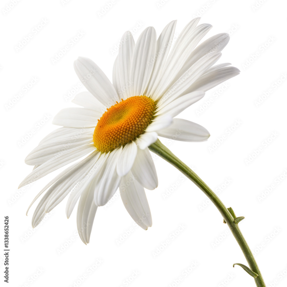 Obraz premium Daisy flower isolated on transparent background