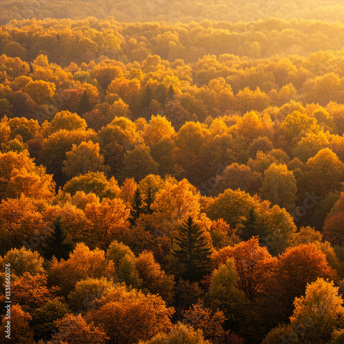 Aerial View of Golden Autum...