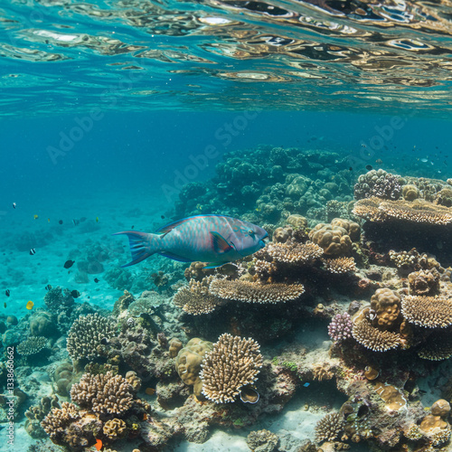Clear Blue Waters with Vibr...