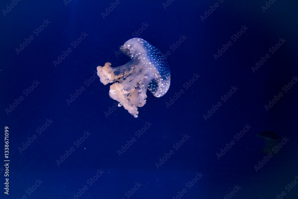 White Spotted Jellyfish in deep blue ocean