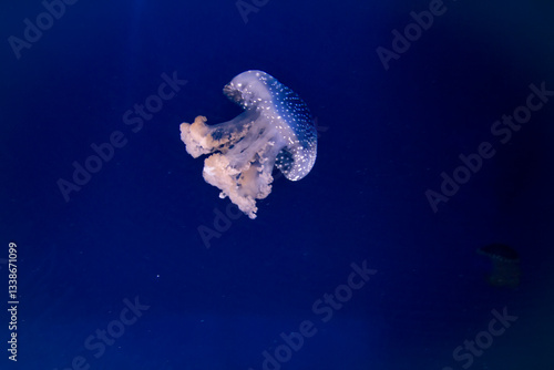 Obraz na płótnie White Spotted Jellyfish in deep blue ocean w salonie