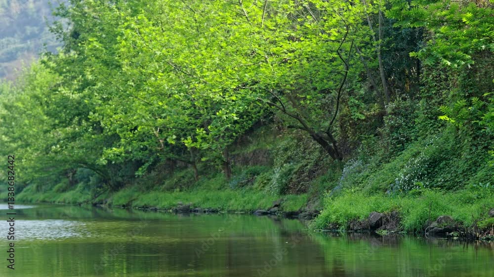 4k Video Showcasing Beautiful Spring Greenery and Tranquil Water at a Serene Riverside Location
4k Video Showcasing Beautiful Spring Greenery and Tranquil Water at a Serene Riverside Location