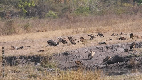 wide shot of Long billed indian Vulture Gyps indicus and White rumped vulture Gyps bengalensis flock or family in action in hot summer season at bandhavgarh National Park forest madhya pradesh india