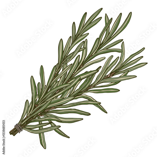 Sprigs green rosemary tied rope hand drawn vector illustration bunch fragrant seasoning isolated white background
