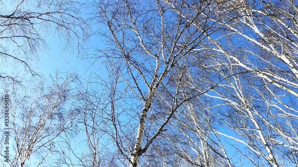 bottom up view of bare tree branches against a clear blue sky on a sunny spring day bottom up view of bare tree branches against a clear blue sky on a sunny spring day