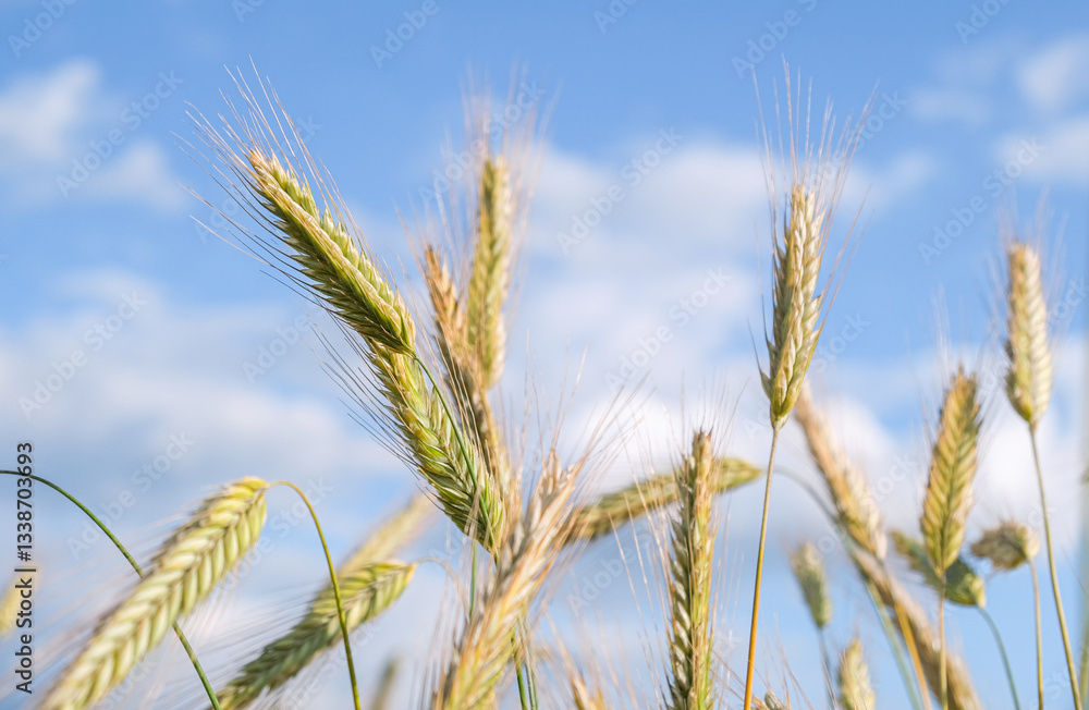 Close-Up of Wheat Ears Against a Blue Sky. Copy space. Close-Up of Wheat Ears Against a Blue Sky. Copy space.